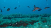 130 Castagnole (Chromis chromis)